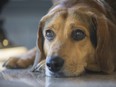 Charlie, who was shot in the head and was previously named Bullet, is pictured on Nov. 7, 2017, at the Tayfour Campus where he is a therapy dog for patients.