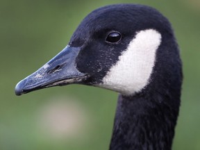 LaSalle is looking for ways of deterring Canada geese from around the Vollmer Complex.