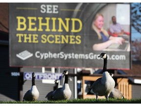 Geese are shown along Riverside Drive in downtown Windsor on Nov. 8, 2017. The goose population is beginning to create problems in the city and elsewhere.