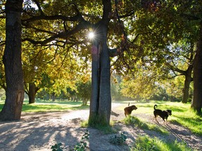 Dogs wander along a footpath in a park.