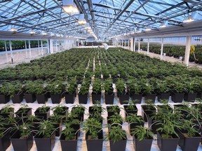 Medical marijuana production at the Aphria greenhouses in Leamington.