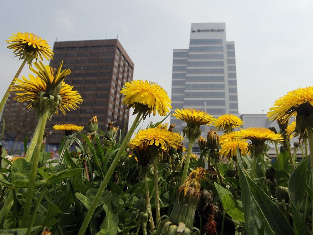 Dandelion cancer cure 2025 hoax