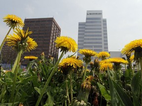 Windsor-based research into dandelion root as a possible treatment for cancer have shown some initially promising results, but are far from conclusive yet.