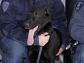 Kato, a member of the Windsor Police Service's K-9 unit, is shown in this 2011 file photo.
