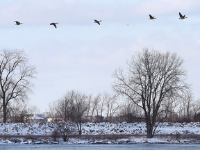 Canada Geese fly pass a section of Belle Isle, MI on Wednesday, December 27, 2017. For story on city officials hoping to prevent an oak fungus from making it's way to Windsor from the infected trees on Belle Isle.