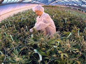 A worker trims marijuana plants on Thursday, February 18, 2016, at the Aphria greenhouses in Leamington.