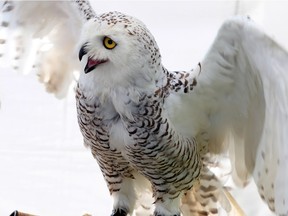 Owls like this snowy owl who made an appearance at last year's Holiday Beach Hawk Festival will be the subject of an upcoming event.