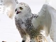 A snowy owl at Holiday Beach in 2017.