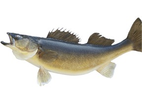 A walleye is shown on a white background.