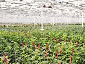 Marijuana plants are shown in this undated handout image provided by Aphria. Aphria has entered into a binding letter agreement to acquire 100% of the issued and outstanding share capital of Broken Coast Cannabis Inc., a cannabis producer located in British Columbia.