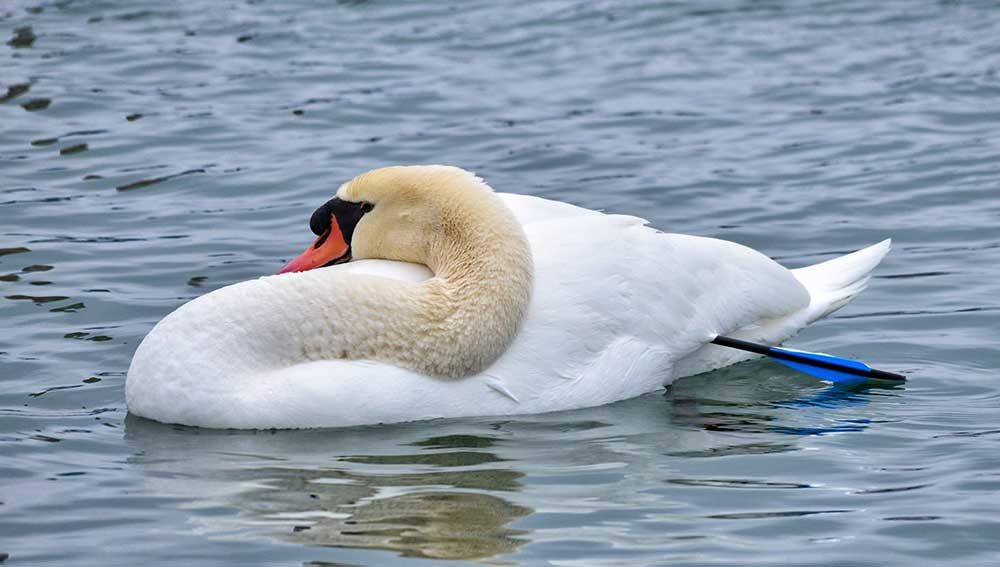 Swan shot with arrow spotted at Windsor marina | Windsor Star