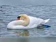 A swan with an arrow embedded in its side, photographed in the water at Lakeview Park Marina in Windsor on Jan. 11, 2018.