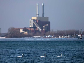 Swans enjoy the ice-free waters of the Detroit River during a spell of warm temperatures on Jan. 8, 2018.