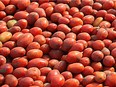 Freshly harvested tomatoes at Sun-Brite Canning Ltd. wait for processing in this file photo.