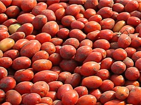 Freshly harvested tomatoes at Sun-Brite Canning Ltd. wait for processing in this file photo.