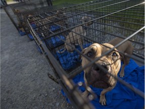 Pit bulls rescued from an alleged dog-fighting operation in Tilbury are lined up at the OSPCA parking lot in Stouffville, Ont. on July 31, 2017, wait to be transported to an animal rescue facility in Florida.