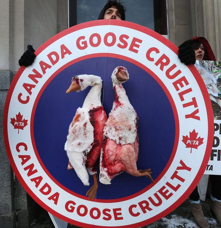 Canada goose hotsell animal protest