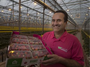 Carl Mastronardi, CEO and owner of Del Fresco Produce Ltd., is pictured in his strawberry greenhouse where lights have been installed, Monday, February 5, 2018.