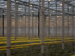 Lights are used at the Del Fresco Produce Ltd. strawberry greenhouse, Monday, February 5, 2018.