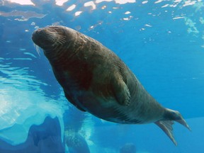 A seal is shown at the Detroit Zoo on Jan. 4, 2017.