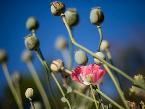 Spanish firm Alcaliber supplies narcotic raw materials based on the cultivation of the opium poppy and its transformation into poppy straw.