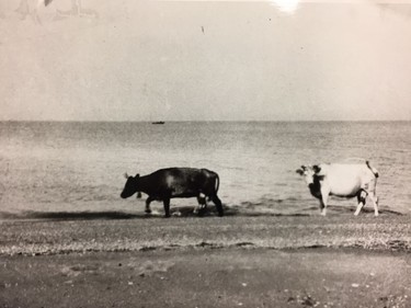 Cows walk along the beach