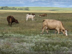 Cows graze in in the summer.