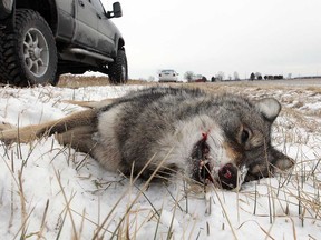 A dead coyote lies on the ground near Texas Road in Amherstburg in January 2012.