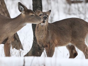 A couple of deer go nose-to-nose at the Ojibway Nature Centre on Feb. 16, 2018.
