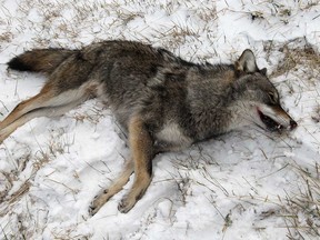 A dead coyote by Texas Road in Amherstburg in January 2012.