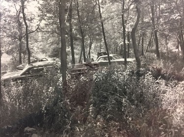 Cars are parked in the woods at Point Pelee National Park.