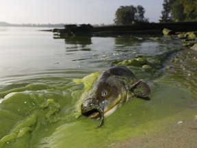 In this Sept. 20, 2017 file photo, a catfish appears on the shoreline in the algae-filled waters of North Toledo, Ohio. The U.S. Environmental Protection Agency called for stepped-up efforts on March 7, 2018, to reduce nutrient pollution that contributes to algae blooms in Lake Erie but recommended no new federal regulations to accomplish the task.