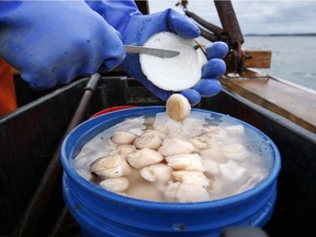 In this Dec. 17, 2011, photo, scallop meat is shucked at sea off Harpswell, Maine.  Scallop prices could plunge in 2018 because fishermen are on track to harvest a high number and imports are up.