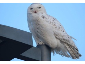 A snowy owl is perched atop the Atlas Tube centre in Lakeshore, where the large bird has been hanging out in recent days, much to the delight of visitors.