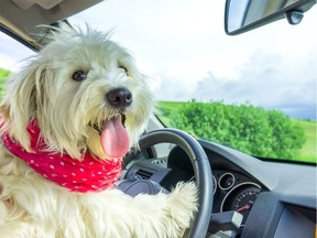 A dog sits at the steering wheel of a car in this photo illustration.