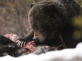 Grizzly Bear #122, commonly referred to as The Boss feeds on a moose carcass in April 2013.