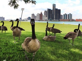 WINDSOR, ON. AUGUST 18, 2016. Canada Geese are shown along the downtown waterfront on Thursday, August 18, 2016. City council will debate the best method to deal with the animals that leave considerable droppings where they gather. (DAN JANISSE/The Windsor Star)
