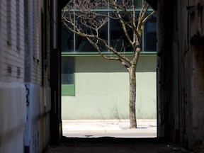 A young tree is framed by an archway on an alley in London, Ont., in this photo taken April 23, 2018. Montreal has discovered that greening alleys has big urban benefits.