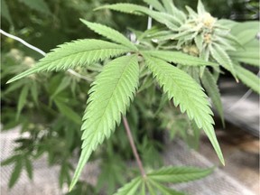 This April 6, 2018 photo shows the leaves of a marijuana plant inside Ultra Health's cultivation greenhouse in Bernalillo, N.M.