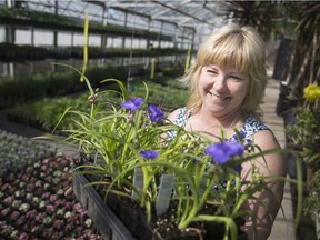 Wanda Letourneau, manager of horticulture at Windsor's parks and recreation department, is shown April 23 at the Lanspeary Park greenhouse, where the Paul Martin Rose and Perennial Sale is being held May 5.