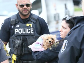 A small dog is rescued from the back seat of a Chevrolet Cavalier by OSPCA agent Natalie Crerar, right, Windsor Police officers and Windsor firefighters following a two-vehicle collision on Parent Avenue at Shepherd Street on Friday.