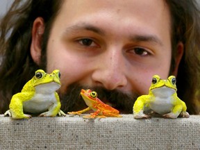 University of Windsor masters of science biology student Lincoln Savi has developed 3D toads, fish, insects and robo-toads. Pictured May 11, 2018, the creatures are hand-painted to simulate the real deal.
