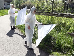 Inspectors with Windsor-Essex County Health Unit's active tick surveillance program conduct 'tick dragging' at Ojibway Nature Centre Thursday May 17, 2018.
