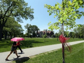A four-metre tall oak tree, right, was dedicated to mark the 40th anniversary of Art in the Park and the 100th Anniversary of Rotary Club of Windsor (1918) at Willistead Park on May 24, 2018.
