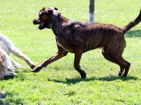 Town of Tecumseh officials will be knocking on doors to register dogs. In this file photo from 2018, Dudley, right, a mastiff Rottweiler mix, plays with golden retriever Marley at Tecumseh Dog Park.