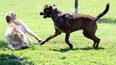 Town of Tecumseh officials will be knocking on doors to register dogs. In this file photo from 2018, Dudley, right, a mastiff Rottweiler mix, plays with golden retriever Marley at Tecumseh Dog Park.