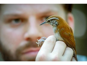 Dan Mennill, associate professor of biology at the University of Windsor, studied rufous-and-white wrens in Costa Rica for 15 years and found warming temperatures pose a survival threat to the tropical songbird. Those birds don't migrate so the research is important for tropical birds and climate change but also for local species. Image courtesy of Dan Mennill