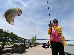 Connie Woon, 67, of Markham, Ont. displays a fish she caught in the Detroit River just east of the Ambassador Bridge on Friday, May 18, 2018. Many anglers are travelling from all over Southwestern Ontario to take advantage of the the silver bass run.