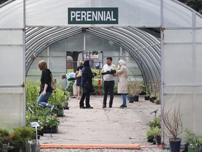 A scene from the City of Windsor's perennial and rose sale at Lanspeary Park on May 5, 2018.