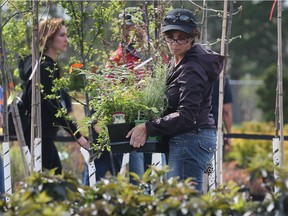 The 22nd Paul Martin Perennial and Rose Sale was held on May 5, 2018 at the City of Windsor Lanspeary Park Greenhouse. Mary-Jo Regier peruses the plants during the sale.
